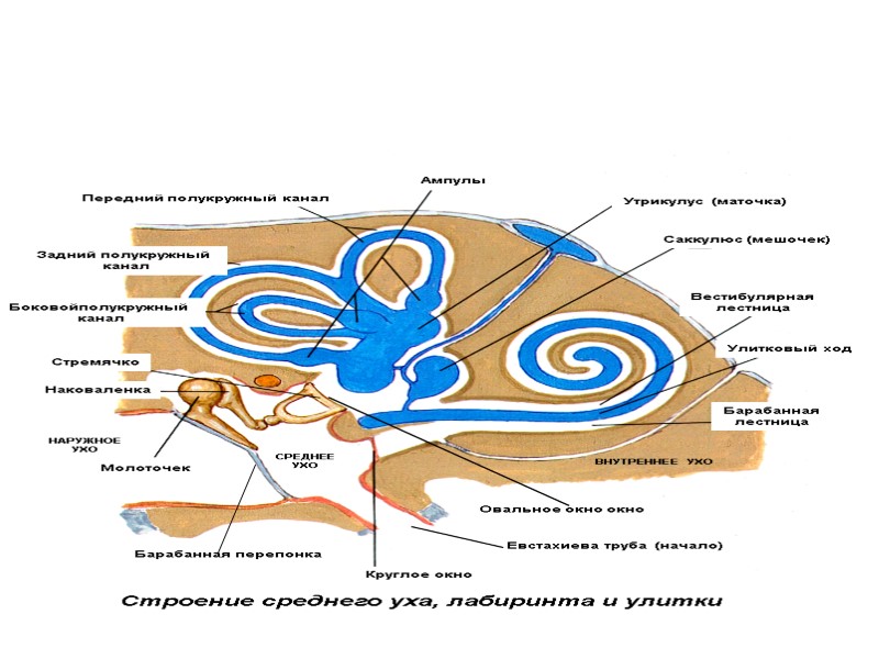 Передний полукружный канал Задний полукружный  канал Боковойполукружный  канал Ампулы Утрикулус (маточка) Саккулюс